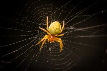 Cucumber Green Spider