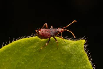 Damsel Bugs | Damsel Bugs