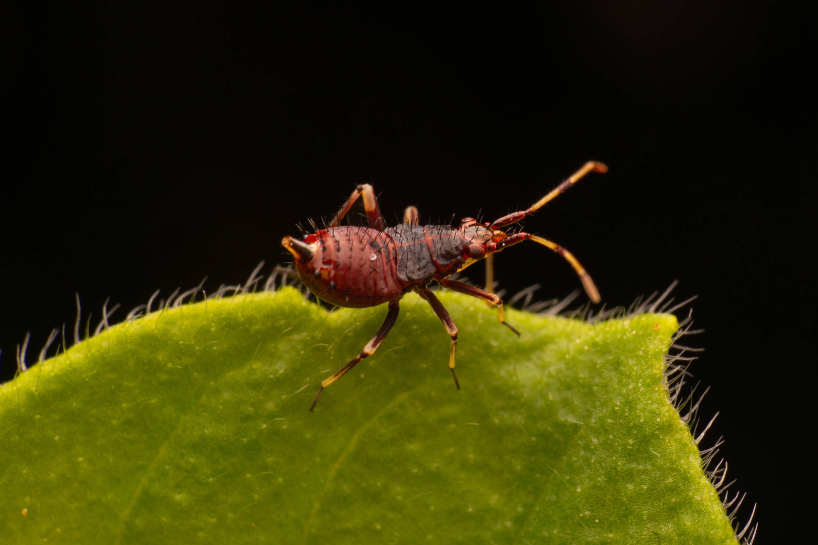 Damsel Bugs