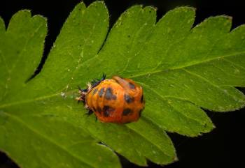 Asian Lady Beetle