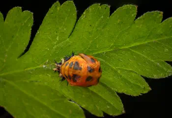 Asian Lady Beetle