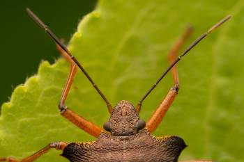 Forest Bug | Forest Bug