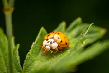 Asian Lady Beetle