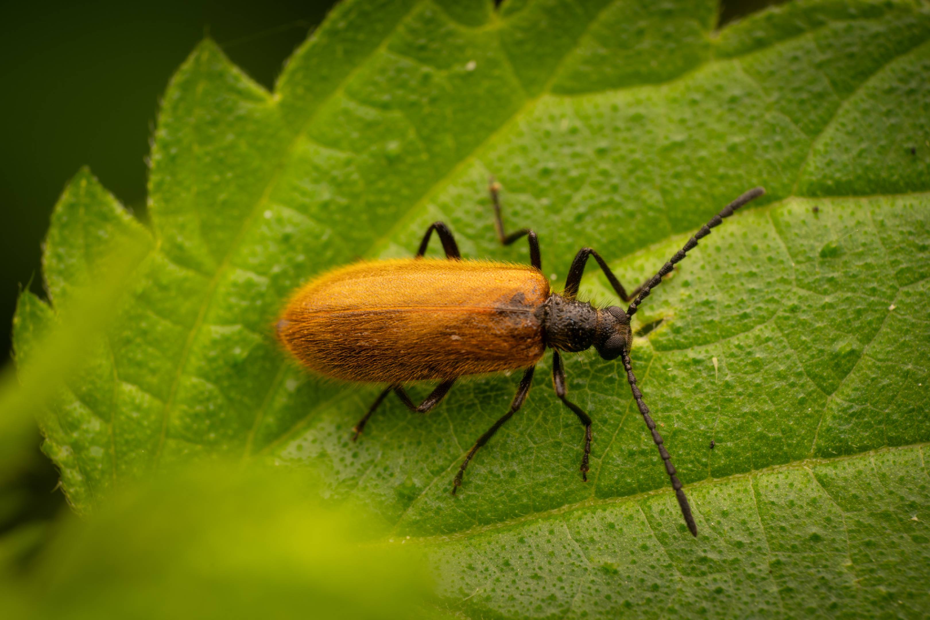 Rough-Haired Lagria Beetle