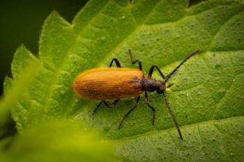 Rough-Haired Lagria Beetle | Rough-Haired Lagria Beetle