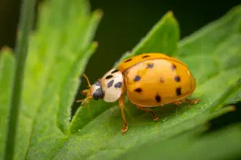 Asian Lady Beetle