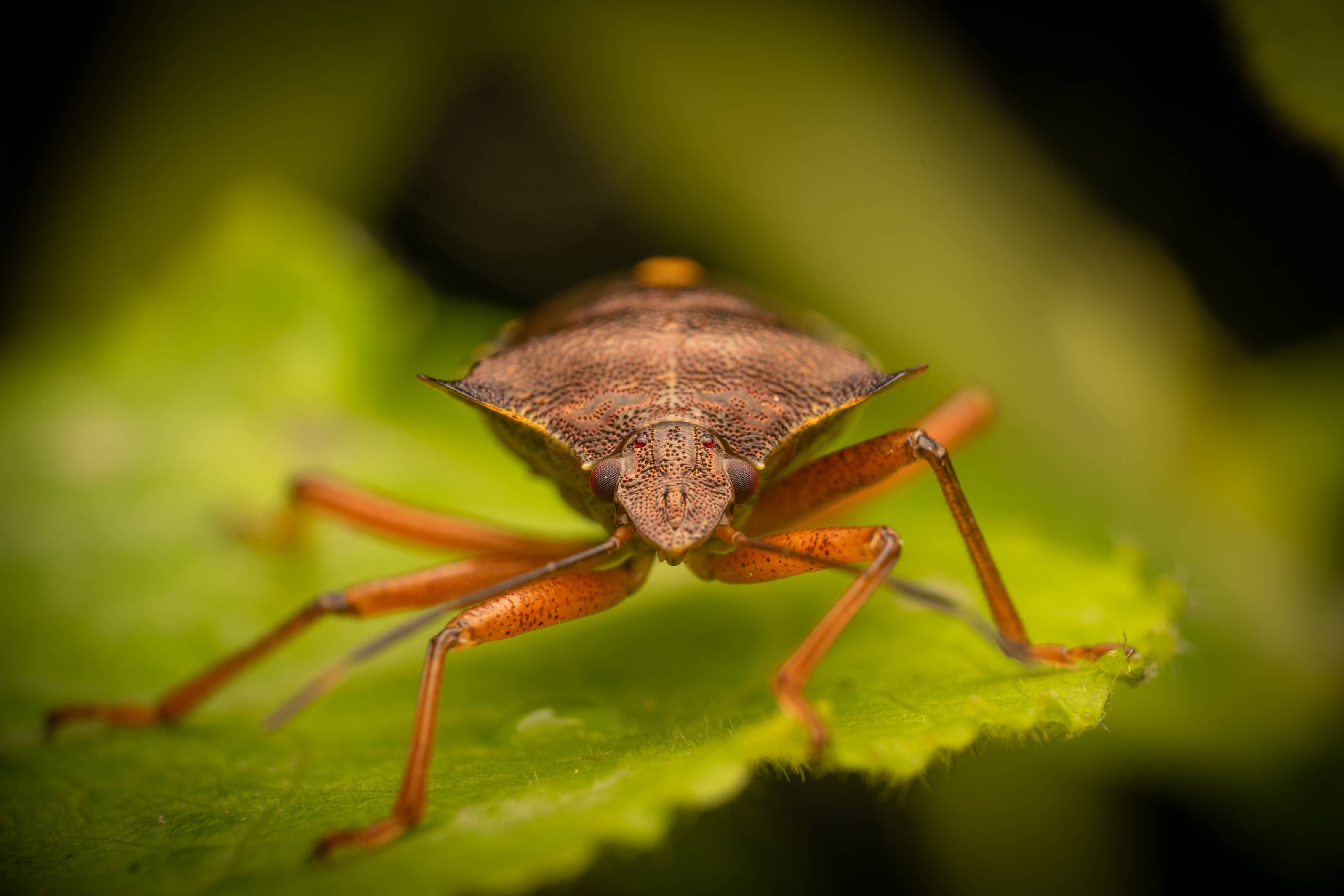 Forest Bug