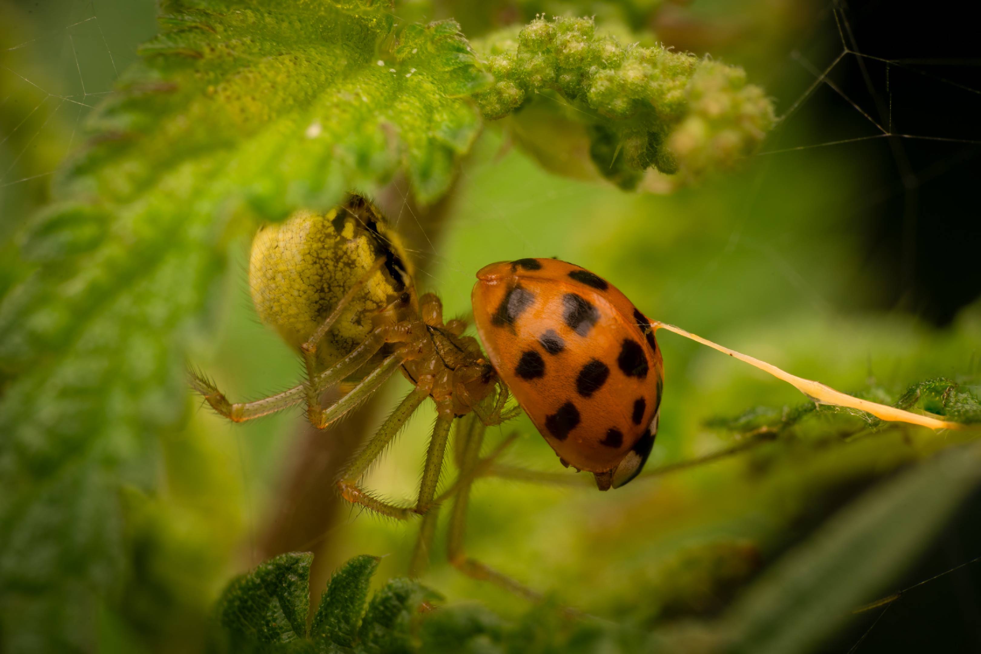 Eyed Ladybird Beetle | Eyed Ladybird Beetle