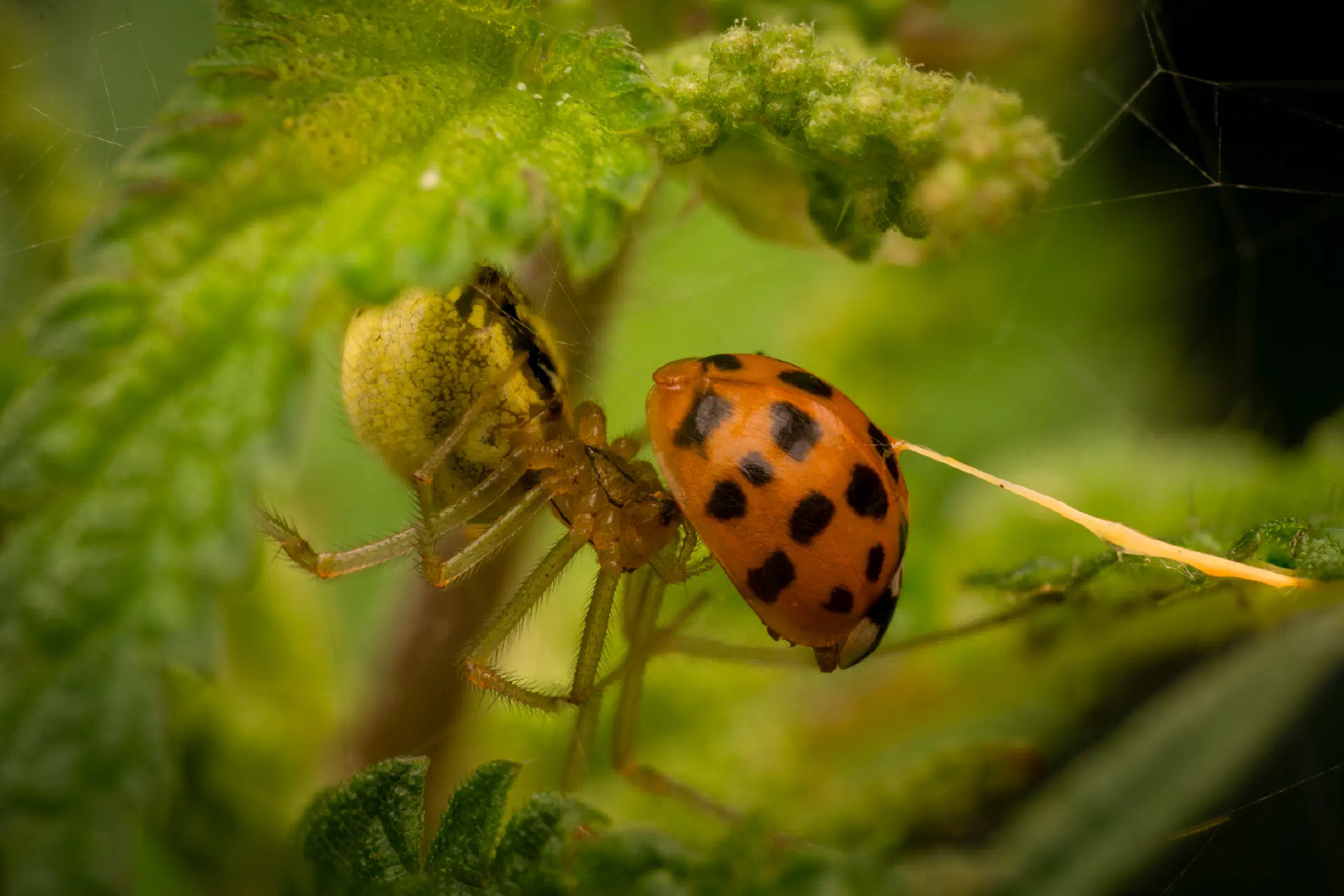 Eyed Ladybird Beetle