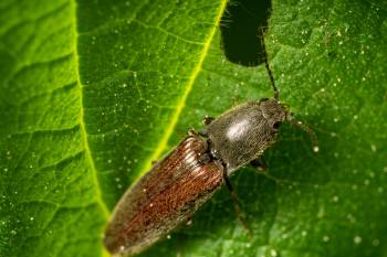 common brown click beetle | common brown click beetle