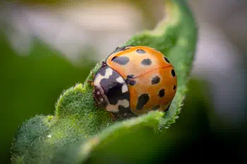 Eyed Ladybird Beetle