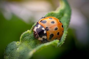 Eyed Ladybird Beetle | Eyed Ladybird Beetle