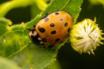 Eyed Ladybird Beetle