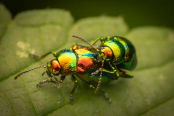 Dead-nettle Leaf Beetle | Dead-nettle Leaf Beetle