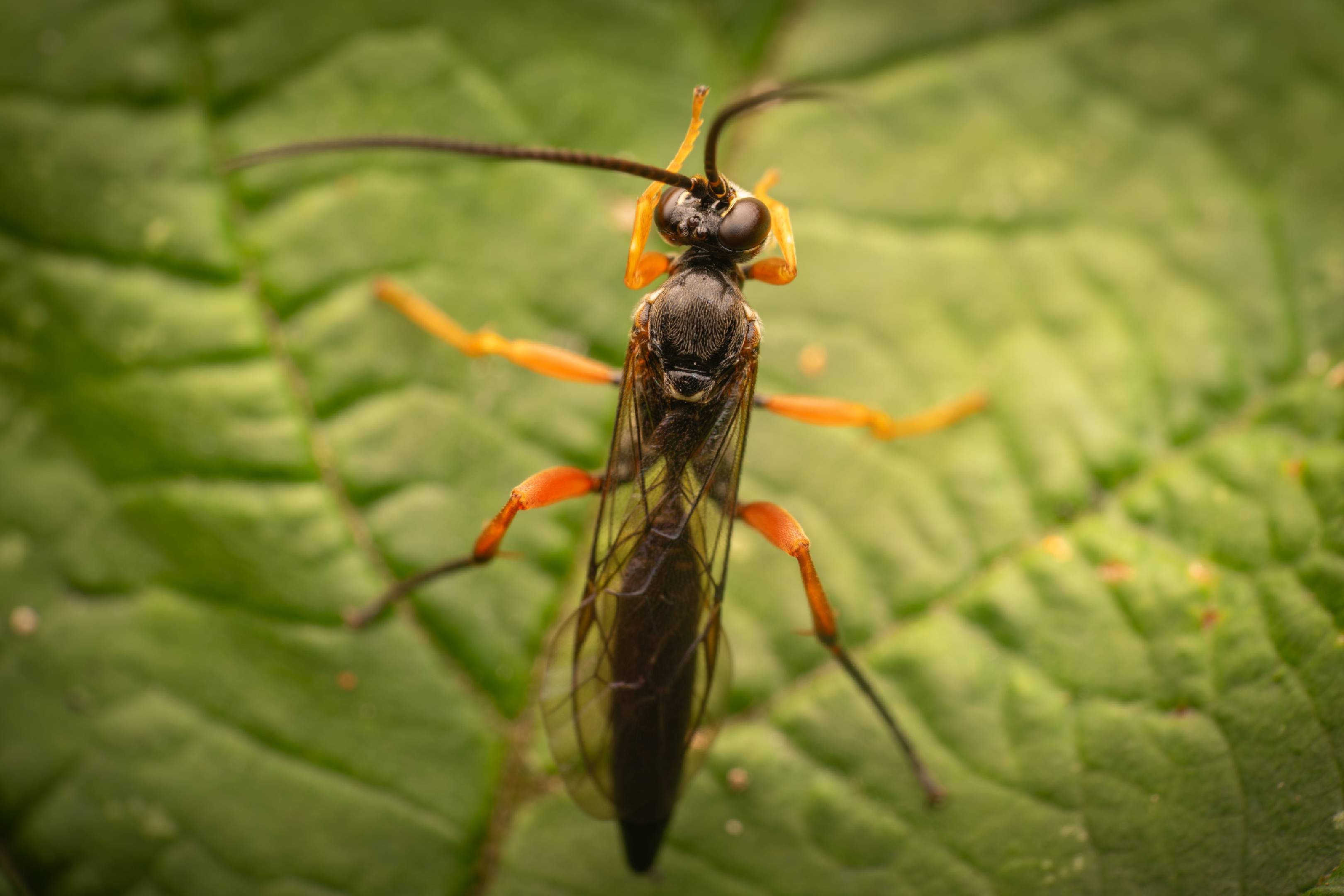 Black Slip Wasp