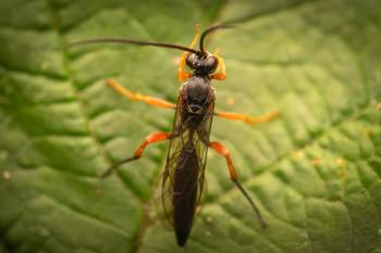Black Slip Wasp | Black Slip Wasp