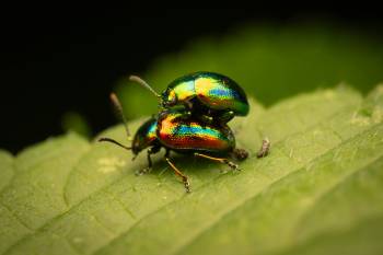 Dead-nettle Leaf Beetle | Dead-nettle Leaf Beetle