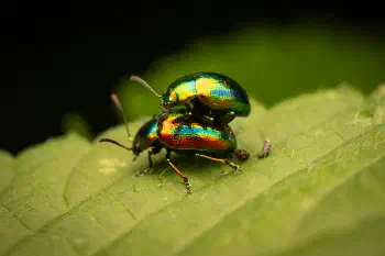 Dead-nettle Leaf Beetle