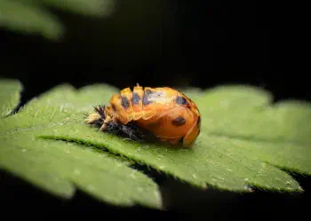 Asian Lady Beetle