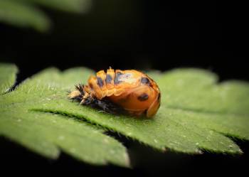Asian Lady Beetle | Asian Lady Beetle