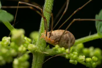 Harvestmen
