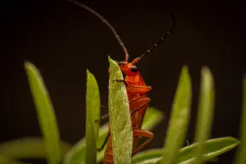 Common Red Soldier Beetle