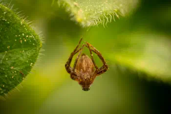 Orbweavers