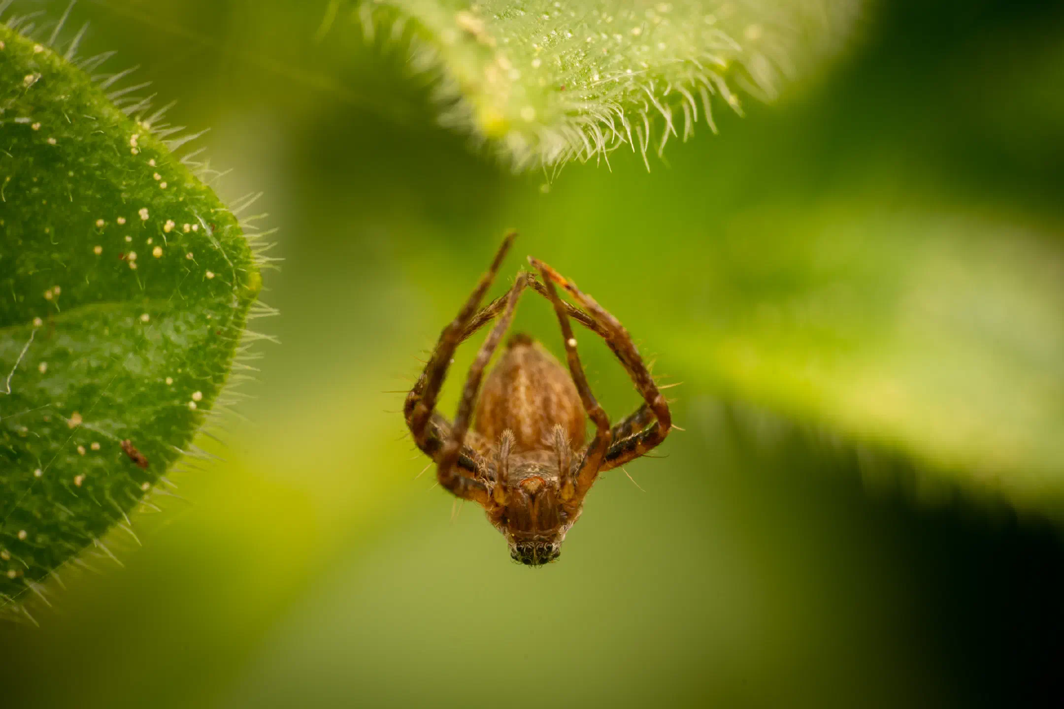 Orbweavers