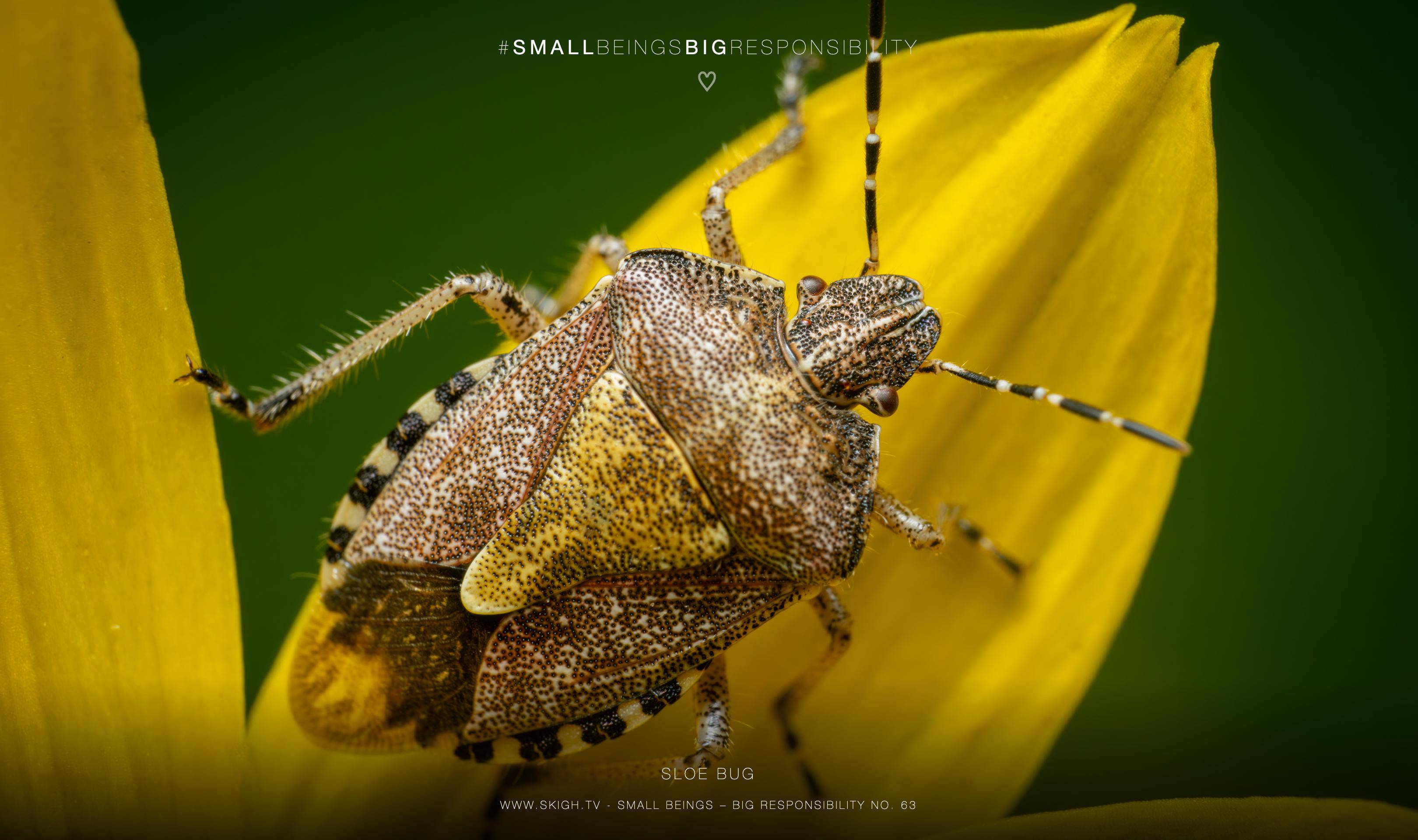 Sloe bug