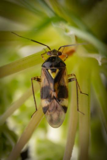 Orthops basalis | Orthops basalis