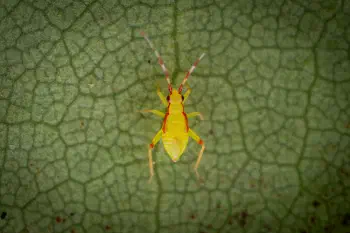 Campyloneura virgula