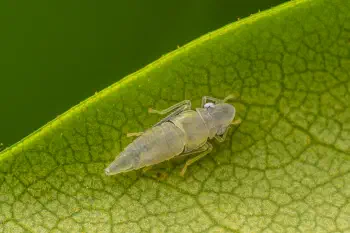 Rhododendron Leafhopper