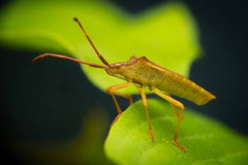 Box Bug | Box Bug