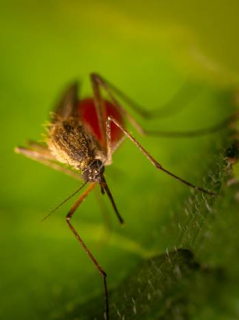Mosquitoes | Mosquitoes