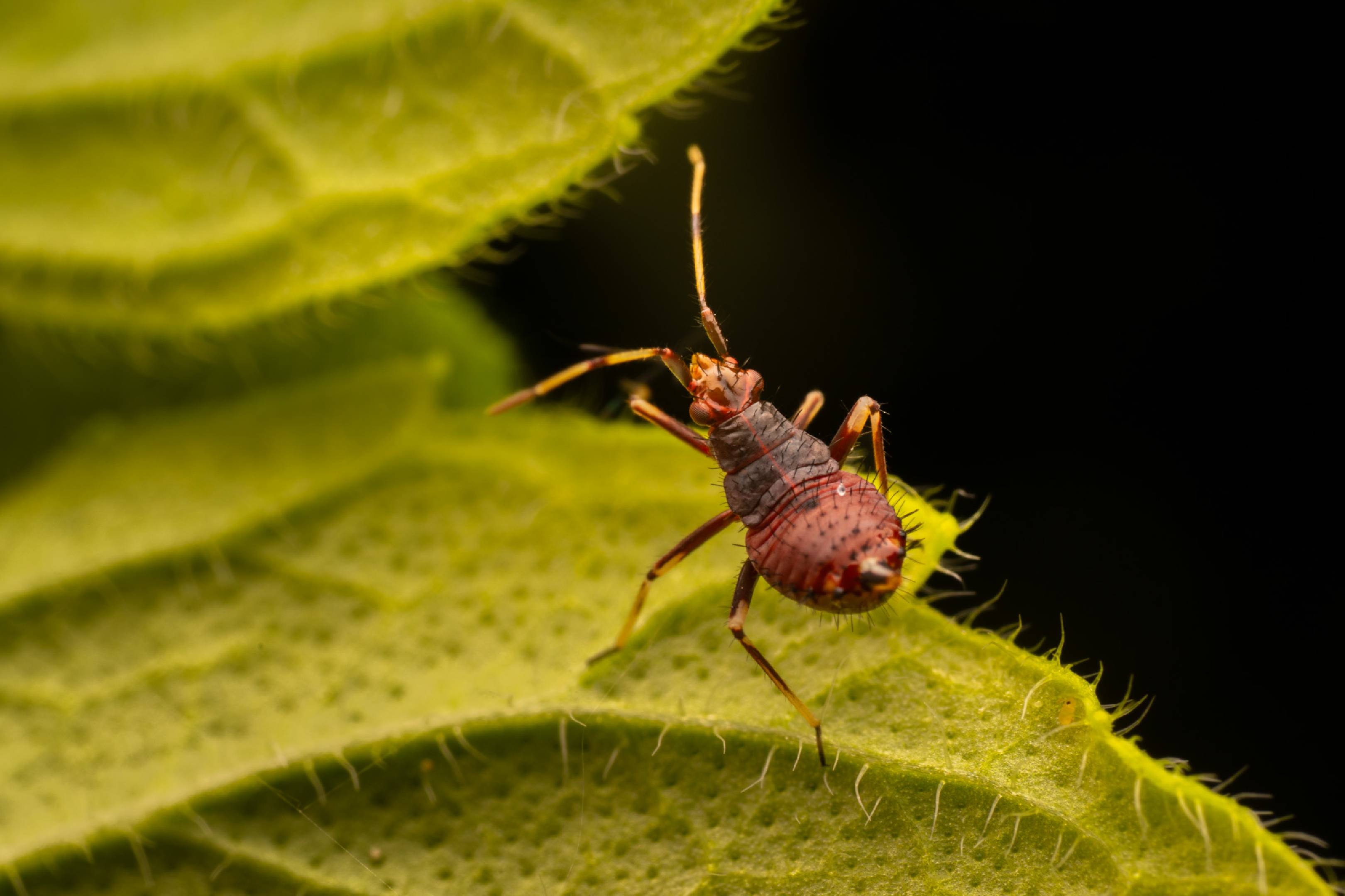 Damsel Bugs | Damsel Bugs