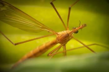 Tipula lunata | Tipula lunata