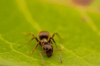 Brown Tree Ant