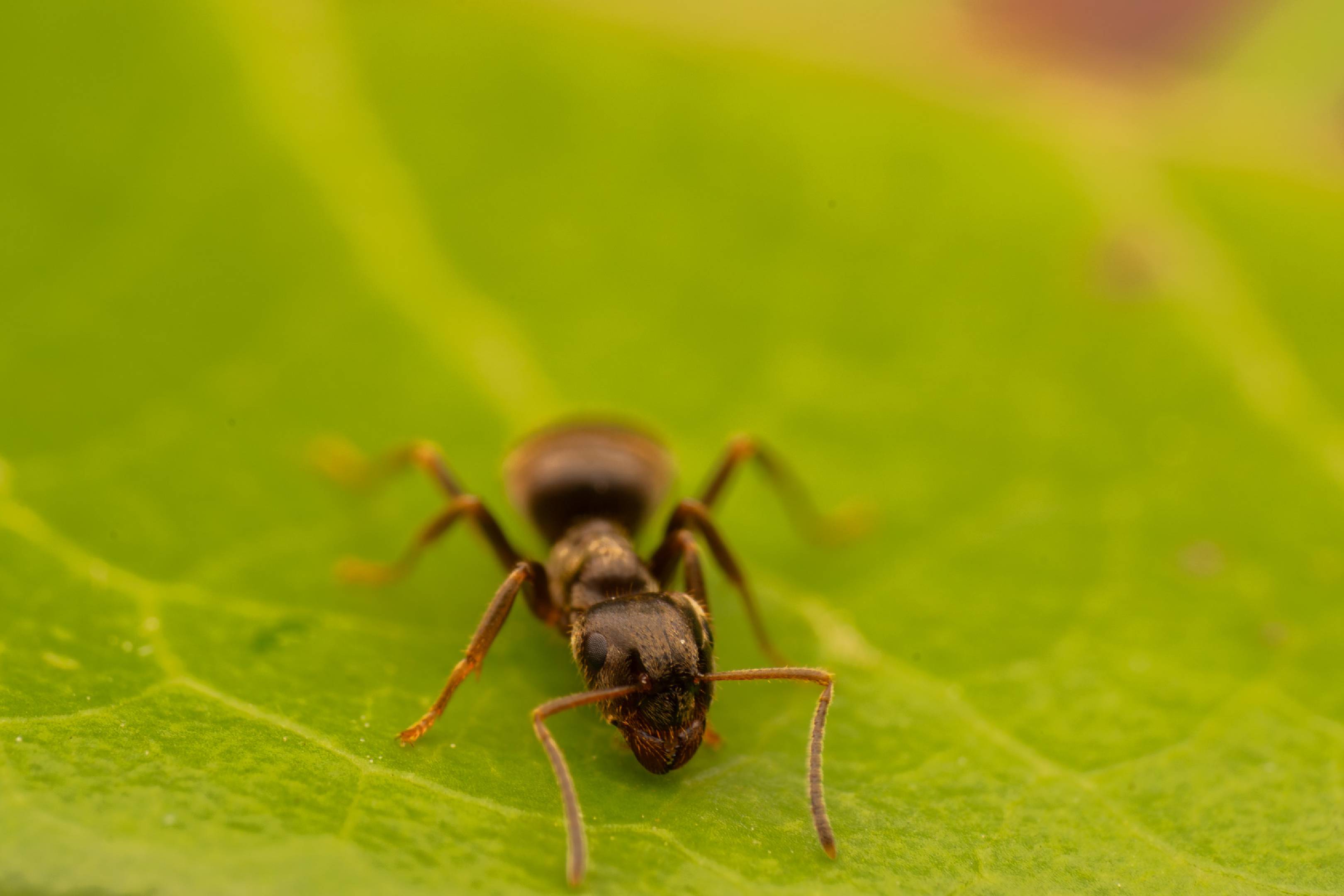 Brown Tree Ant