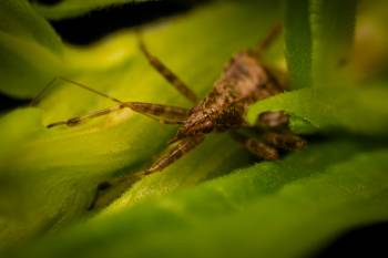 Tree Damsel Bug | Tree Damsel Bug