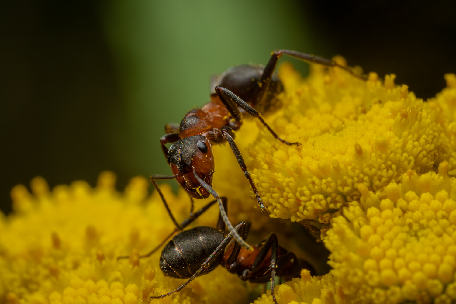 Black-backed meadow ant