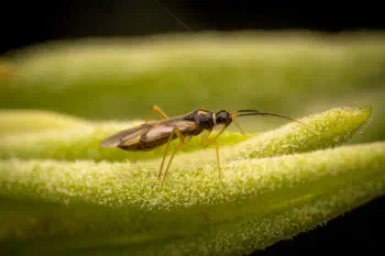 Campyloneura virgula