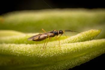 Campyloneura virgula