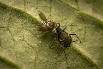 Elder Aphid | Elder Aphid