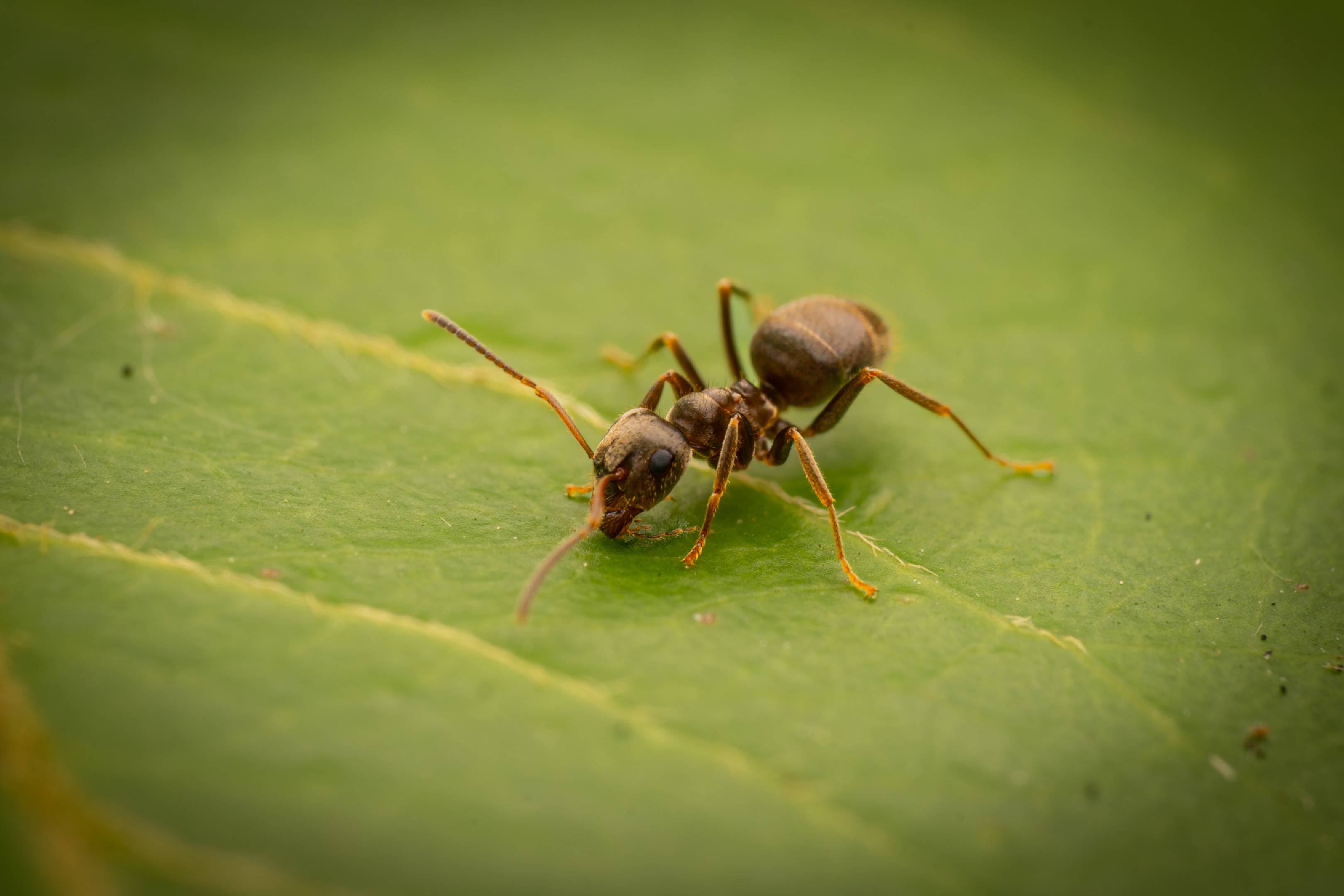 Brown Tree Ant