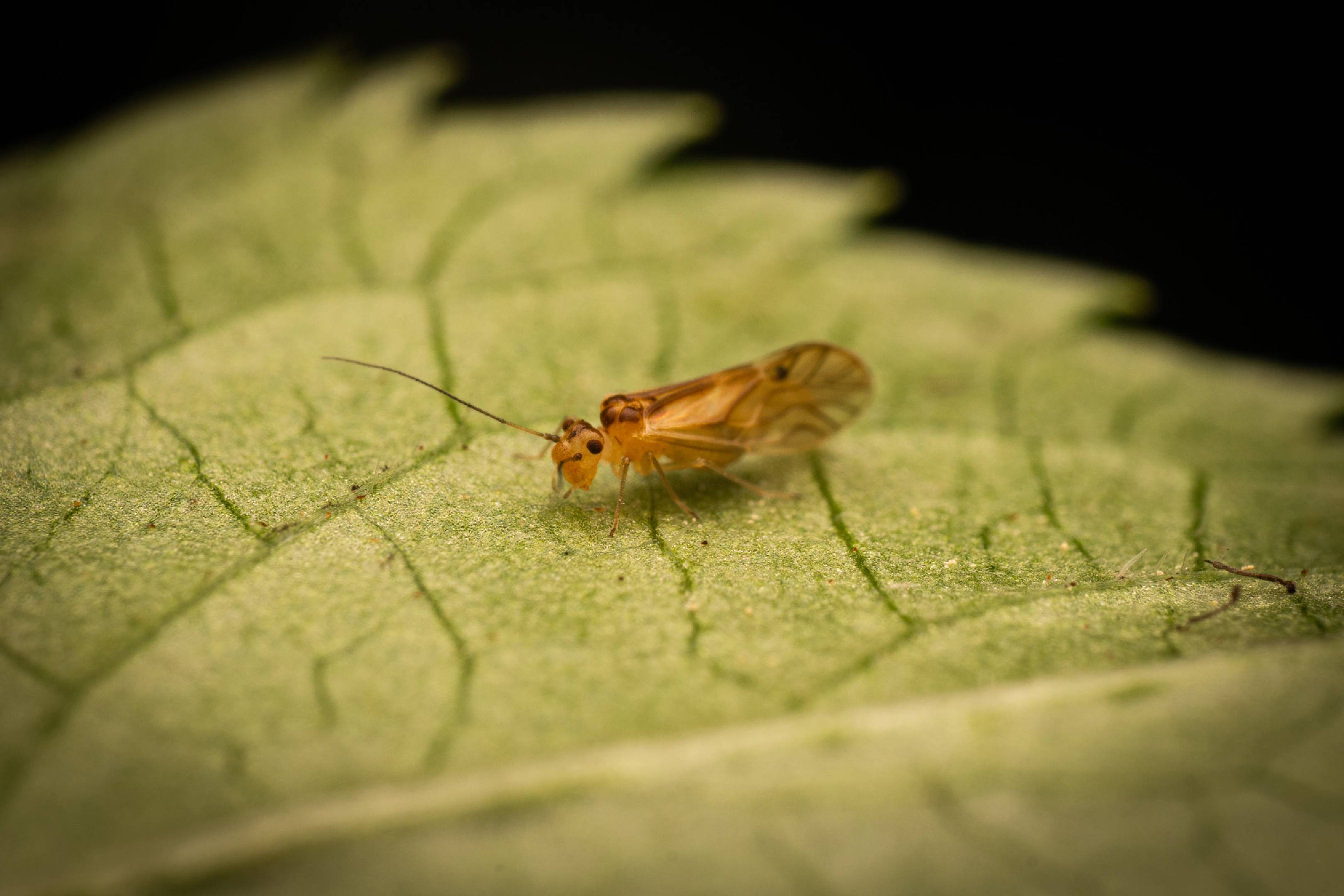 yellow barklouse | yellow barklouse
