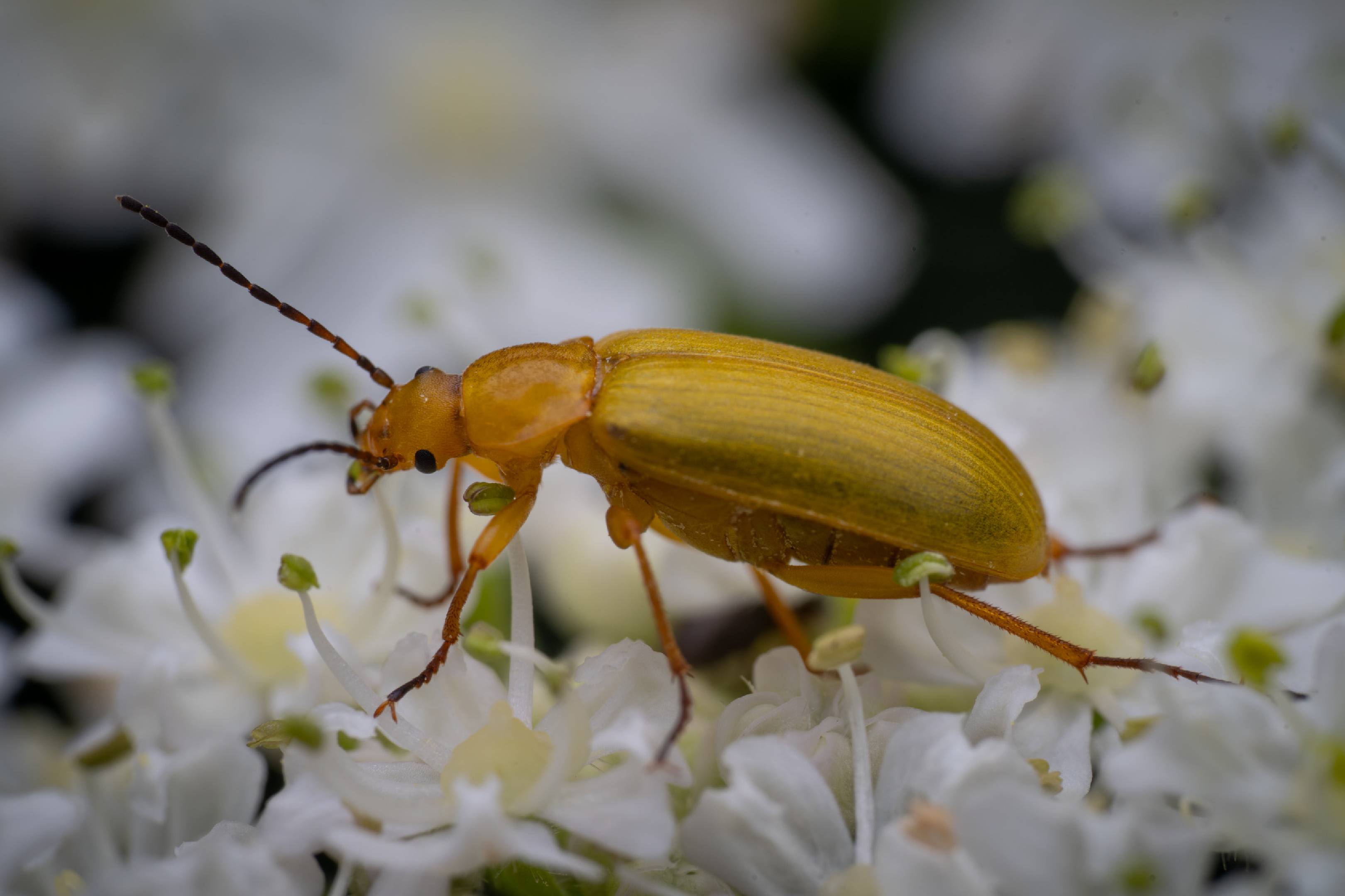 Sulphur Beetle | Sulphur Beetle
