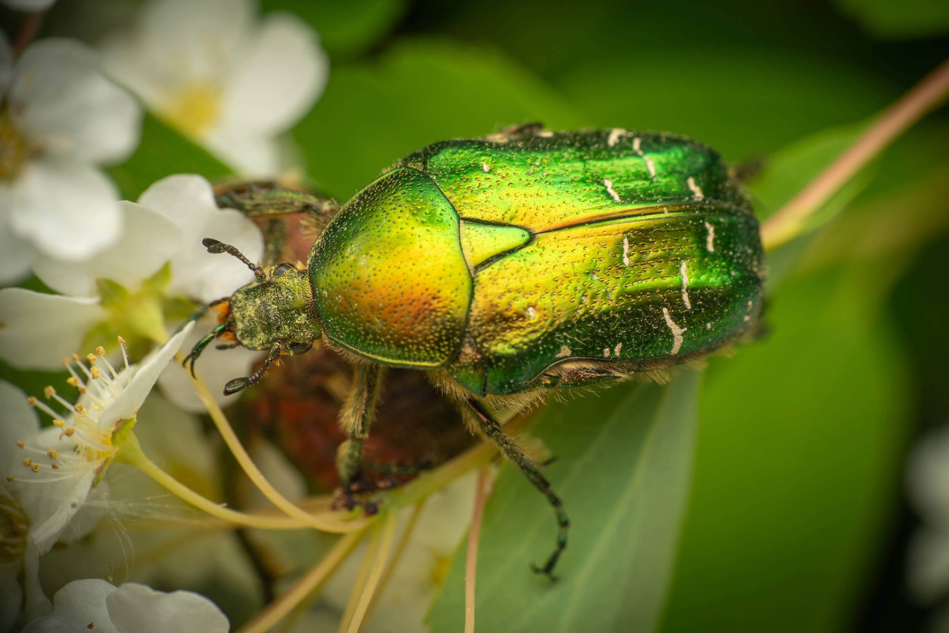 European Rose Chafer