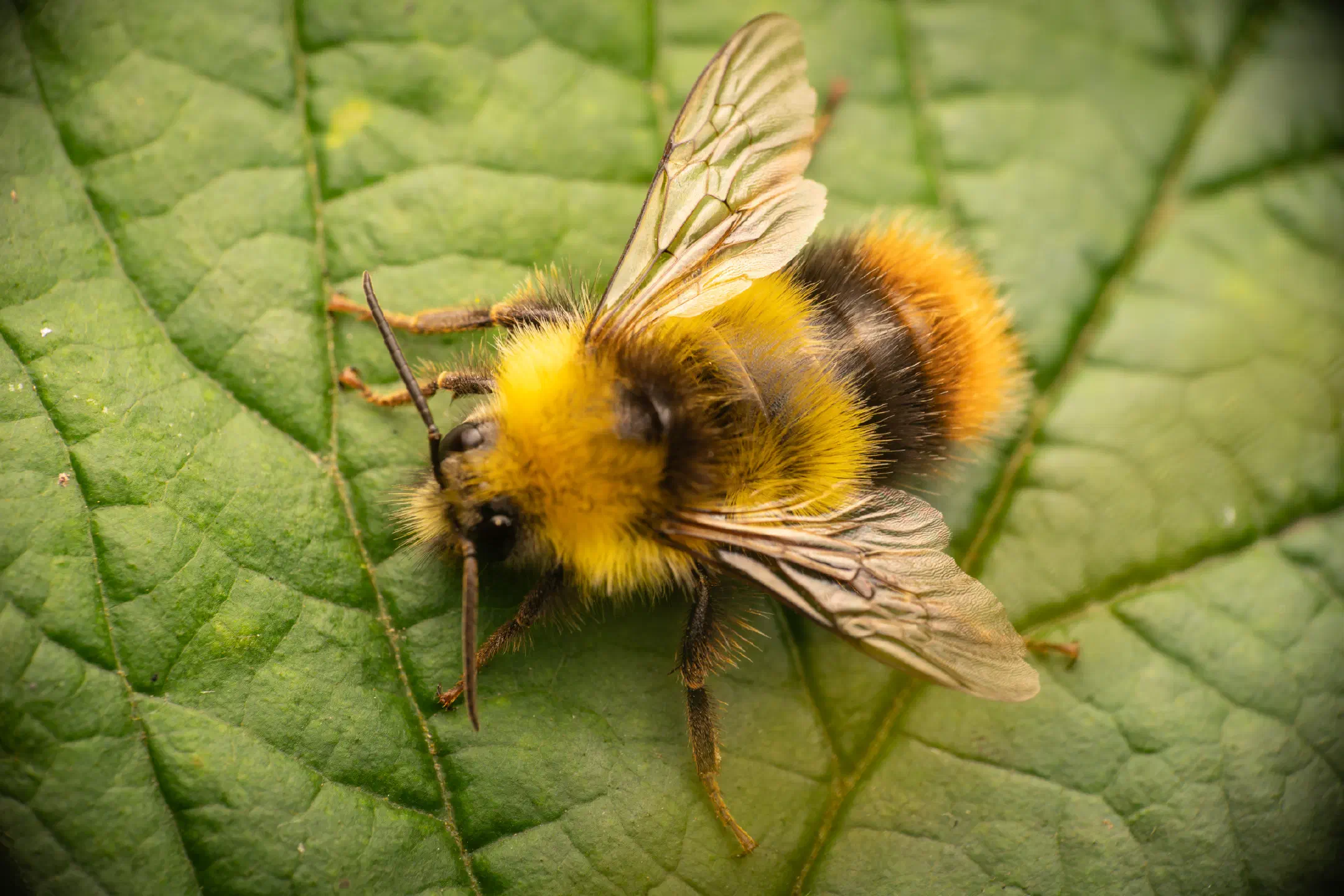 Early Bumble Bee