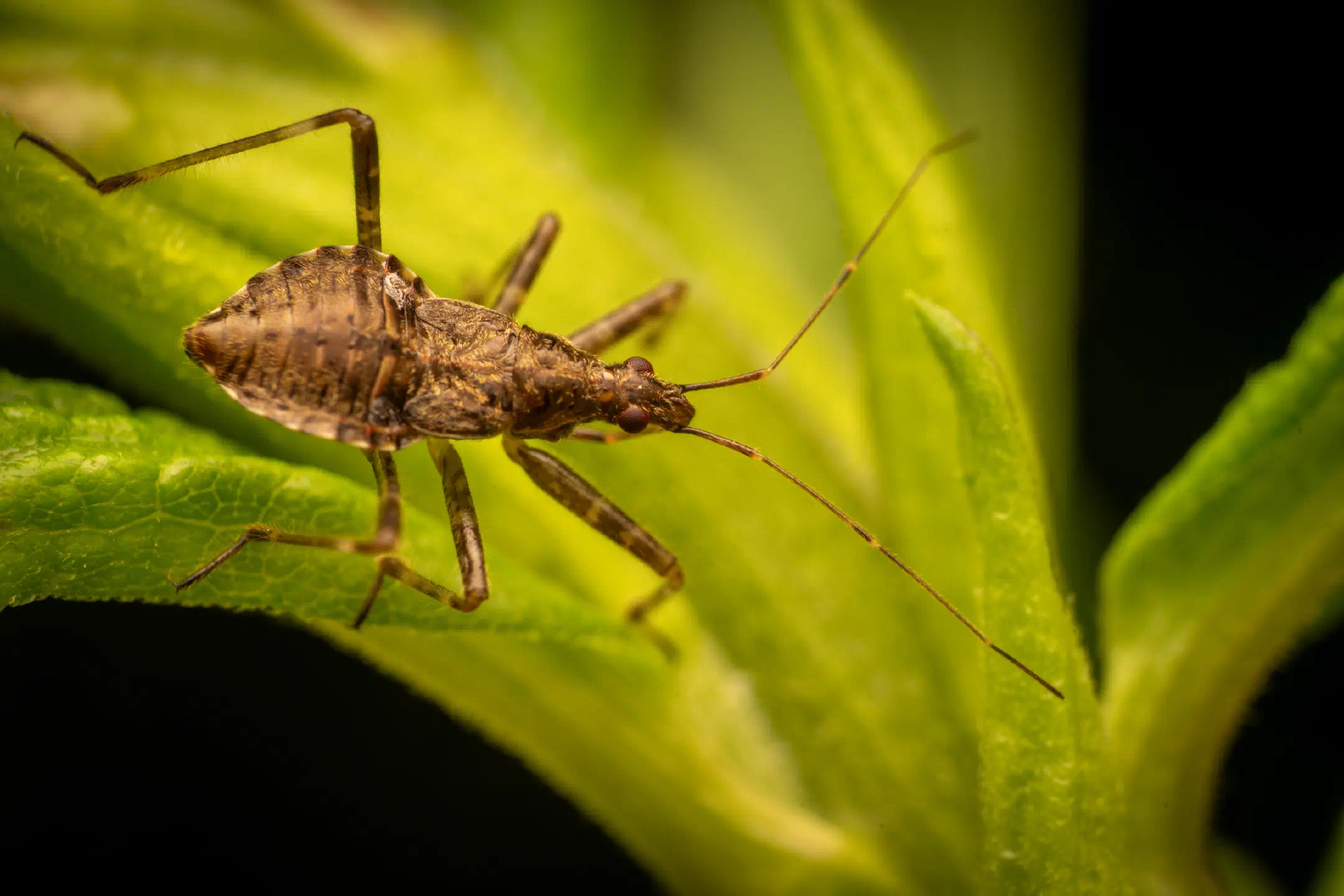 Tree Damsel Bug