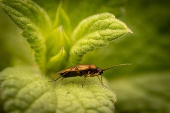 Common Nettle Flower Bug | Common Nettle Flower Bug